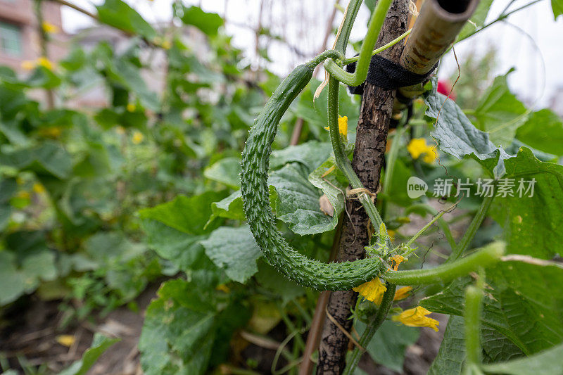 有机菜园里种植的黄瓜