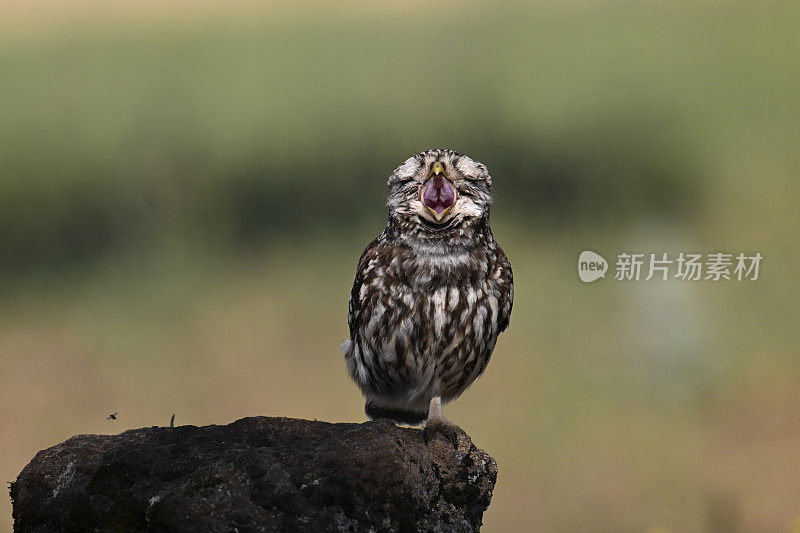 小猫头鹰在唱歌