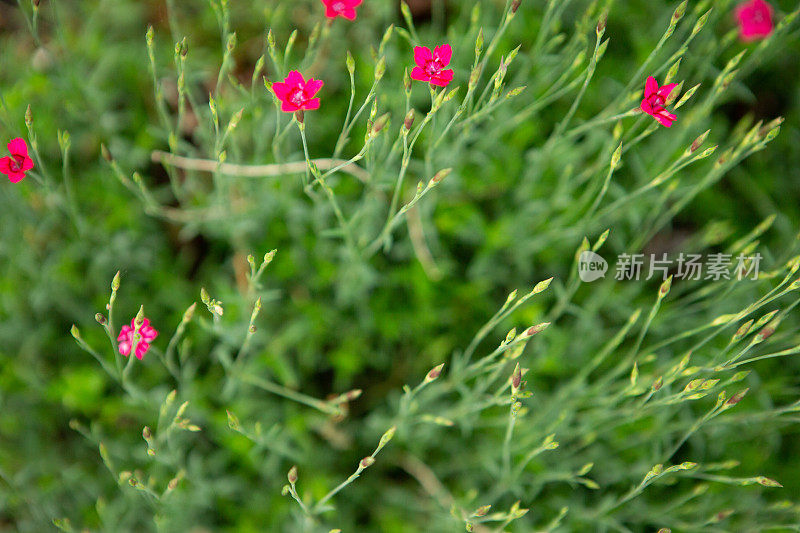 粉色石竹类植物