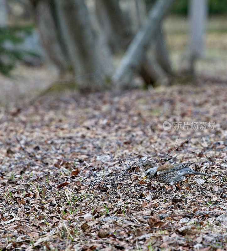 田鸫