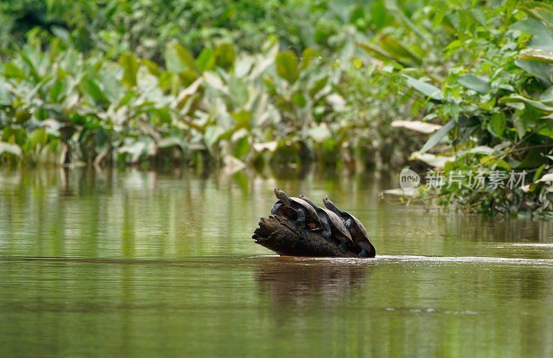 亚马逊河黄斑龟