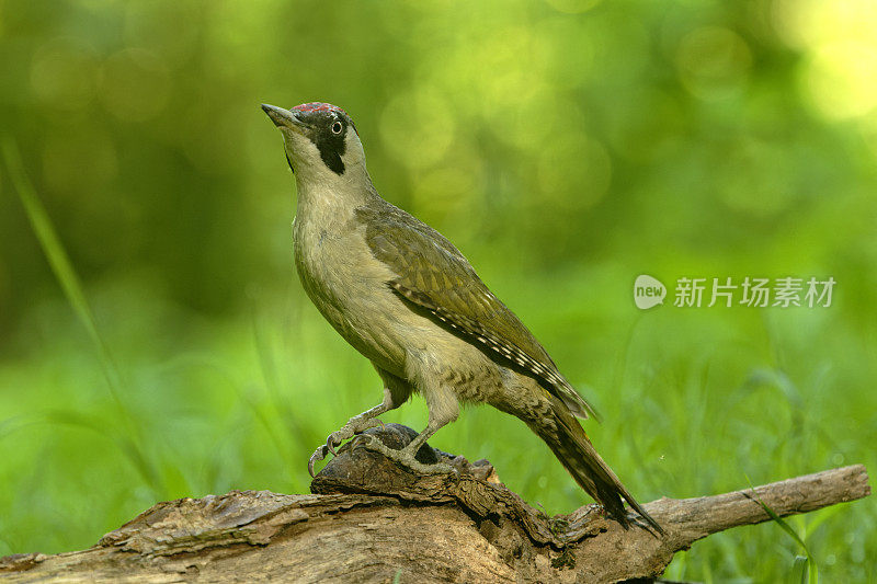 欧洲绿啄木鸟