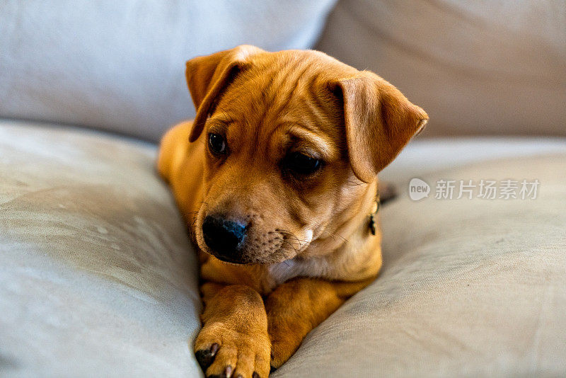 一只年轻的金色斗牛犬，只有几个月大，躺在米黄色的沙发上，平静地休息，散发着天真和温暖。