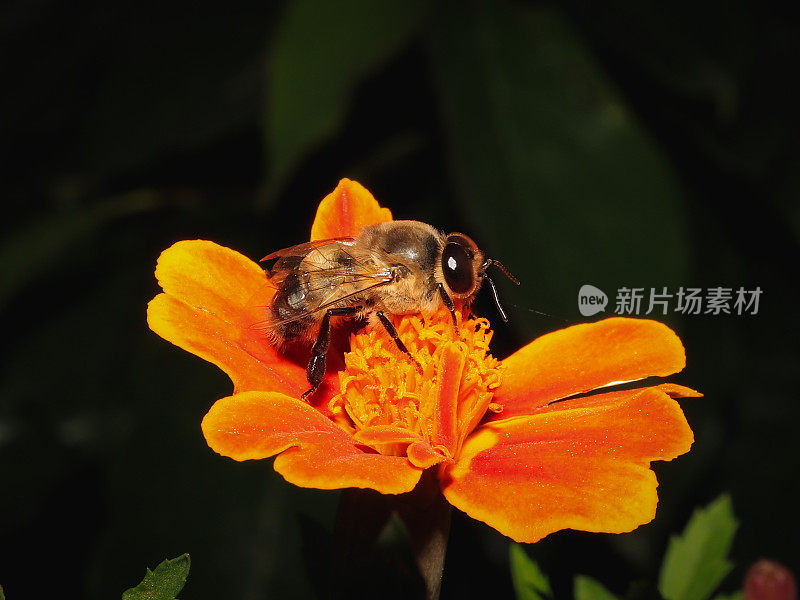 法国金盏花上的蜜蜂。蜜蜂在花上。蜜蜂与花的共生关系。蜜蜂在花上。
