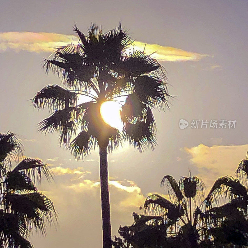 夕阳映在棕榈树上