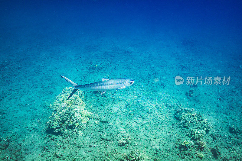 在清澈的蓝色海洋中，大鱼游过水下的珊瑚礁