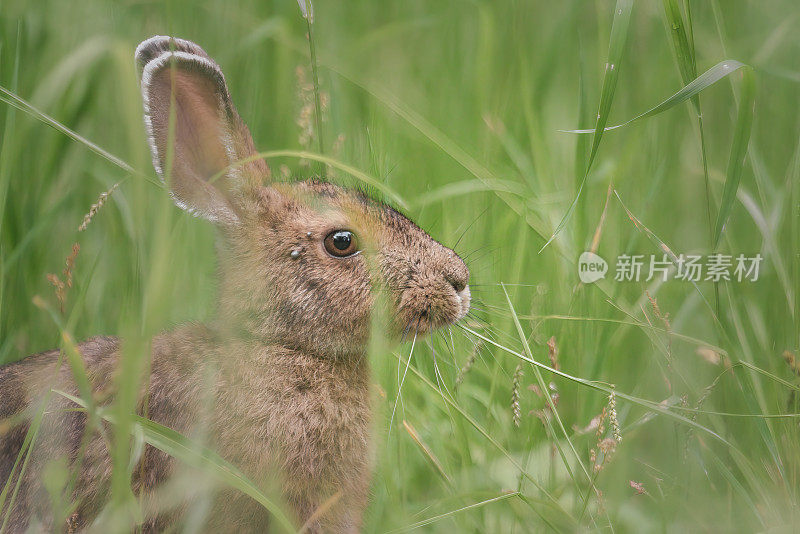 野草中优雅的野兔