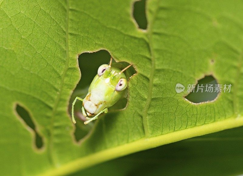 蚱蜢头穿叶带洞——动物行为。