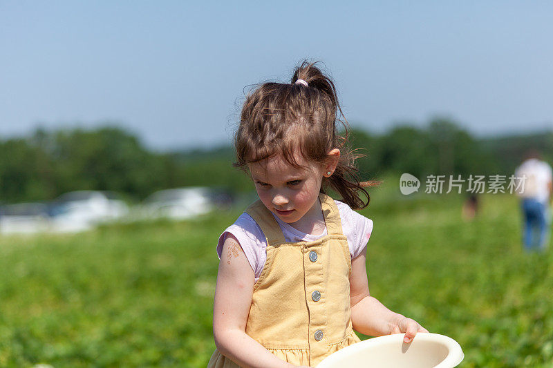 夏天，可爱的小女孩在有机草莓农场采摘新鲜草莓