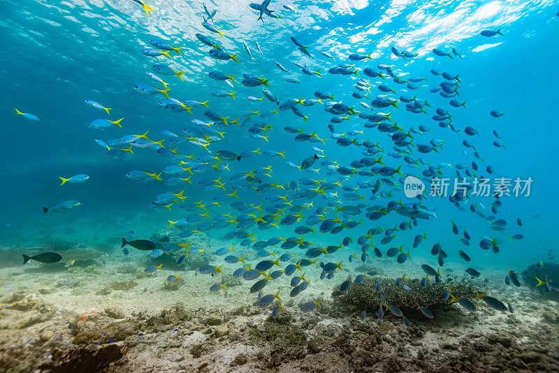 大群红腹黄尾鱼在印度尼西亚特里同湾浅水区游动