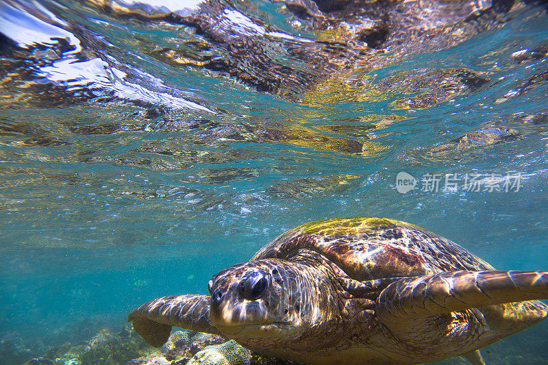 绿海龟在Hikkaduwa珊瑚礁附近的海洋中游泳。