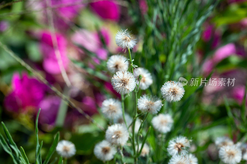 马草特写。飞蓬属植物Sumatrensis。