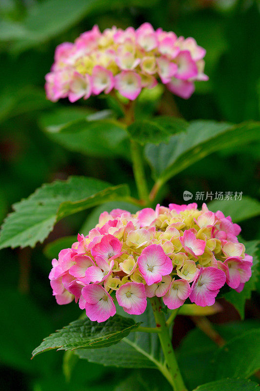 圆锥绣球花:多茎，木质，落叶灌木，有明亮的花