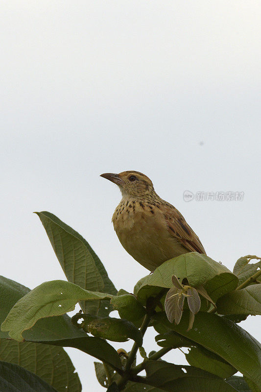 Rufous-naped云雀