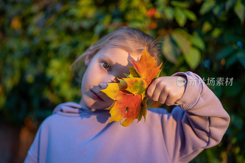快乐的女孩拿着收集的枫叶，在秋天的公园里玩落叶。秋季