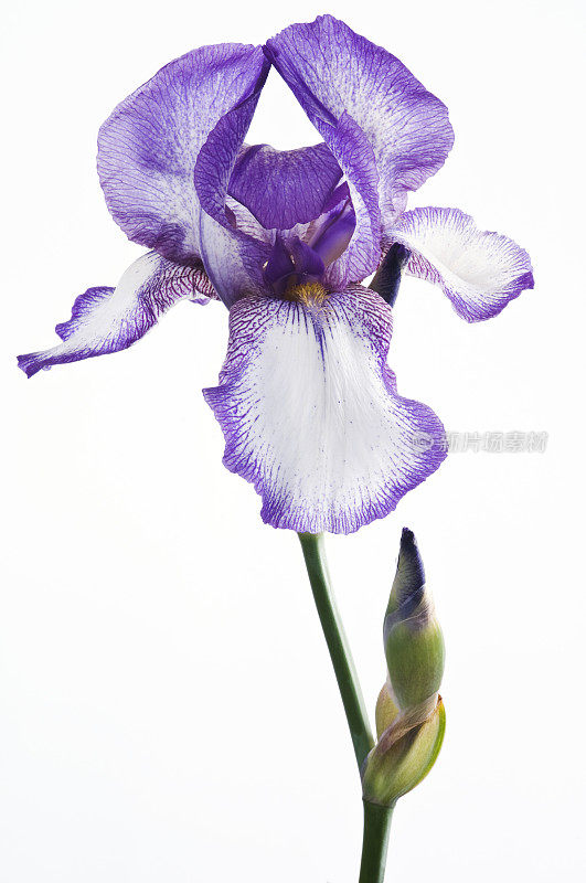 白色背景上的紫色鸢尾花