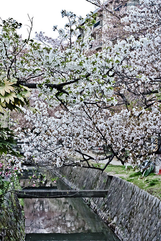 哲学之路，日本京都。