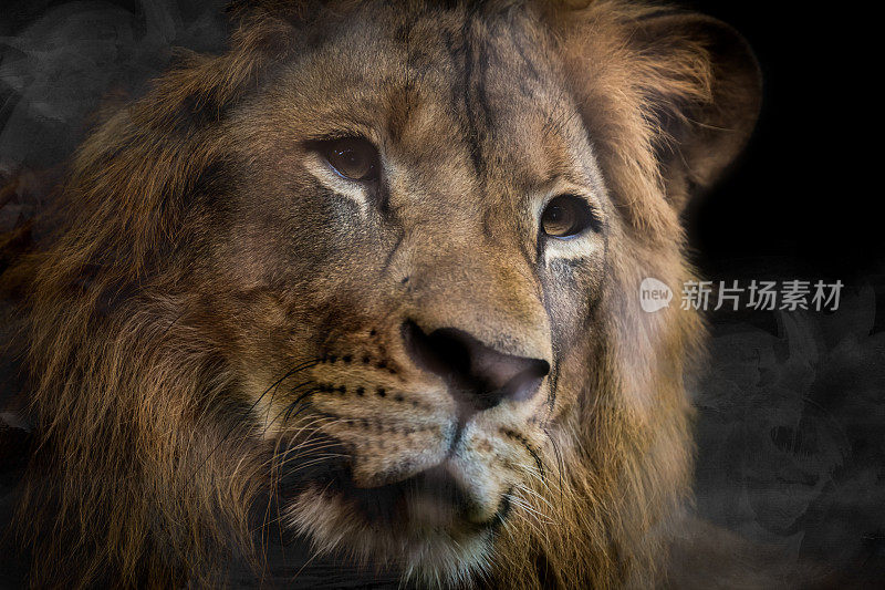 狮子的美丽肖像，力量的生活