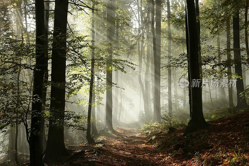 雾中的森林小路