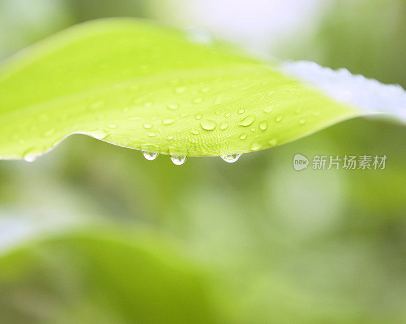 近看，树叶上的雨滴