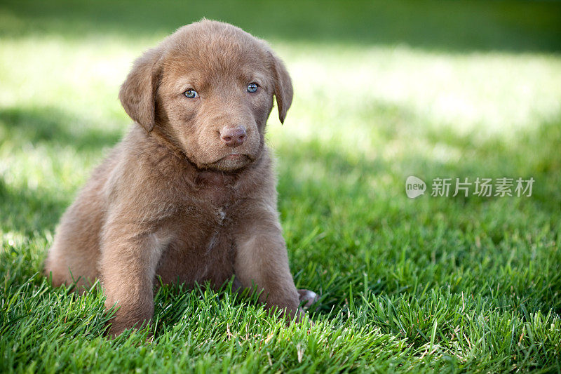 切萨皮克湾寻回犬