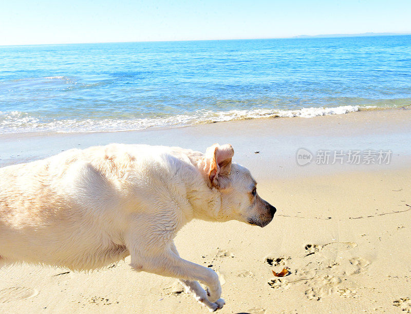 拉布拉多寻回犬