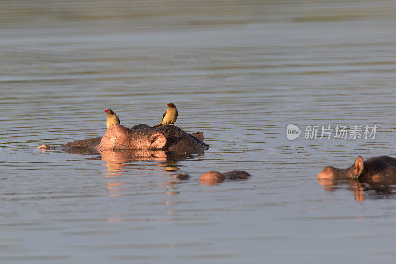 河马与oxpeckers