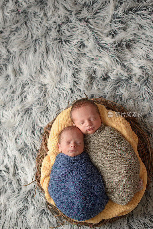 新出生的双胞胎在巢中