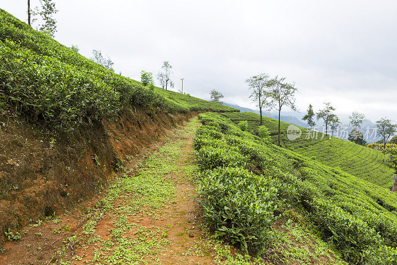 斯里兰卡茶园