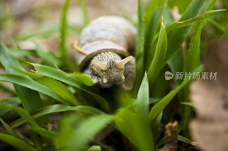 花园里的蜗牛在草地上爬行