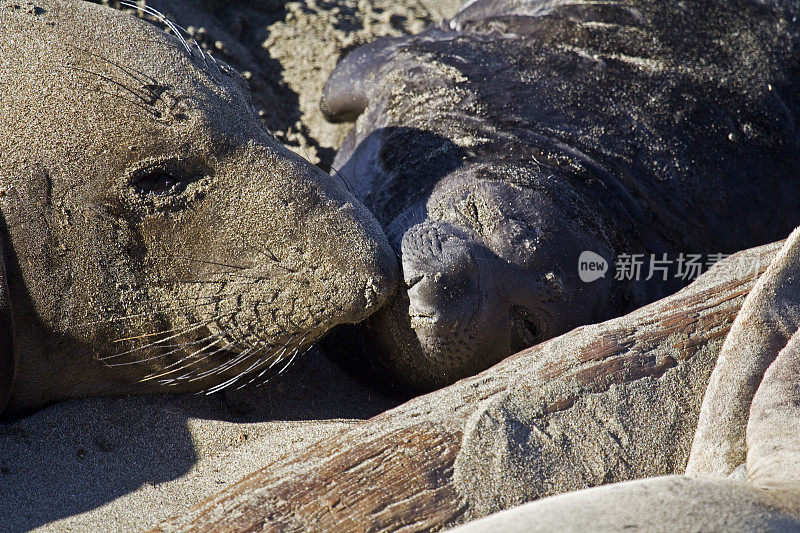 海象妈妈和小海象