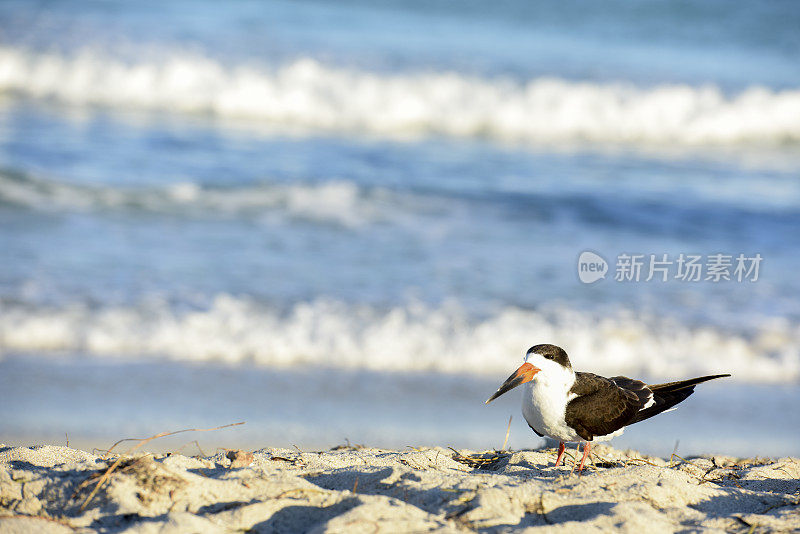 一只黑Skimmer海鸥在佛罗里达迈阿密海滩休息