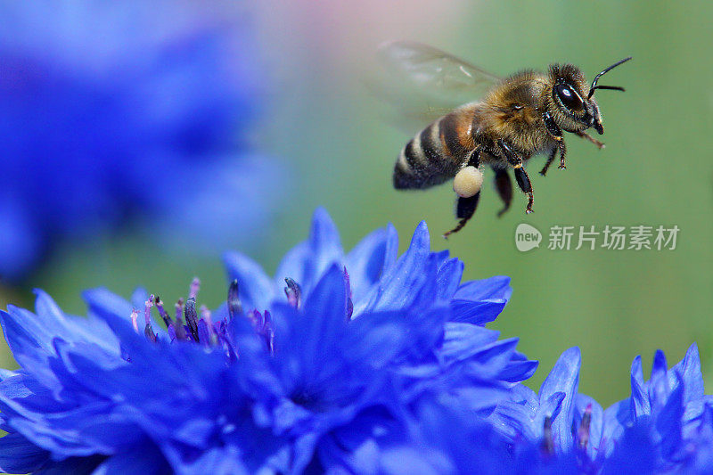 蜜蜂飞