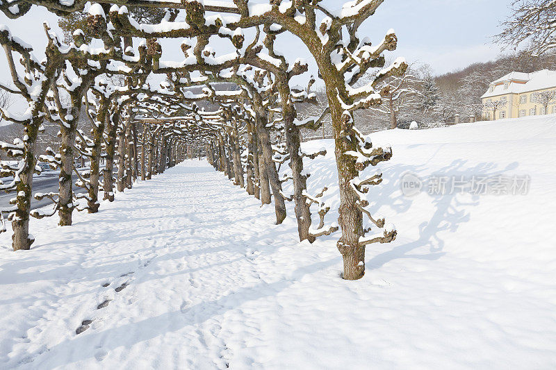 冬天的雪脚印在白雪覆盖的树枝树干隧道德国