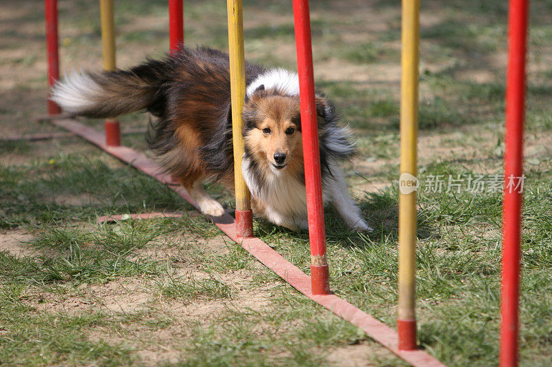 在障碍滑雪赛Sheltie