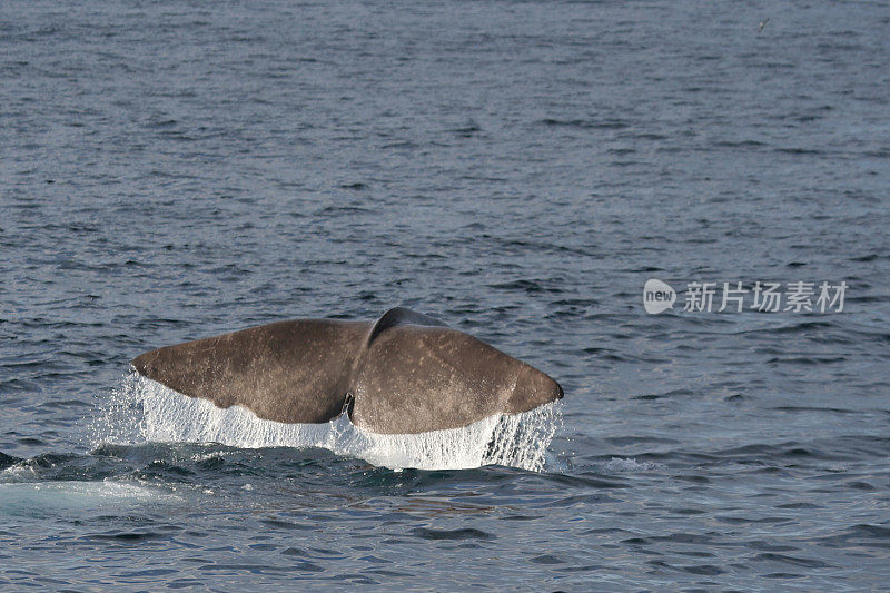 抹香鲸潜水