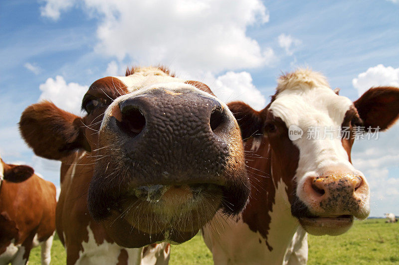 棕色的白色奶牛显示它的大湿鼻子