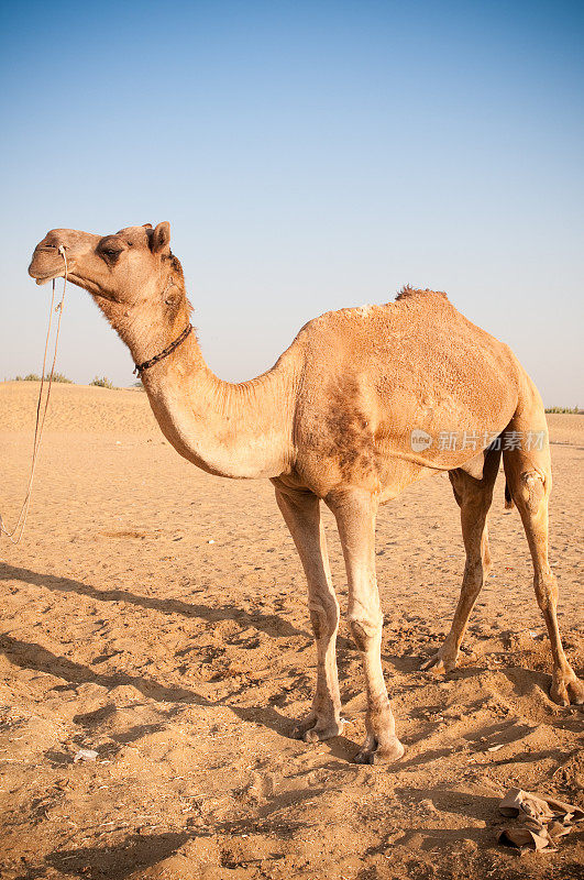 印度拉贾斯坦邦塔尔沙漠的骆驼