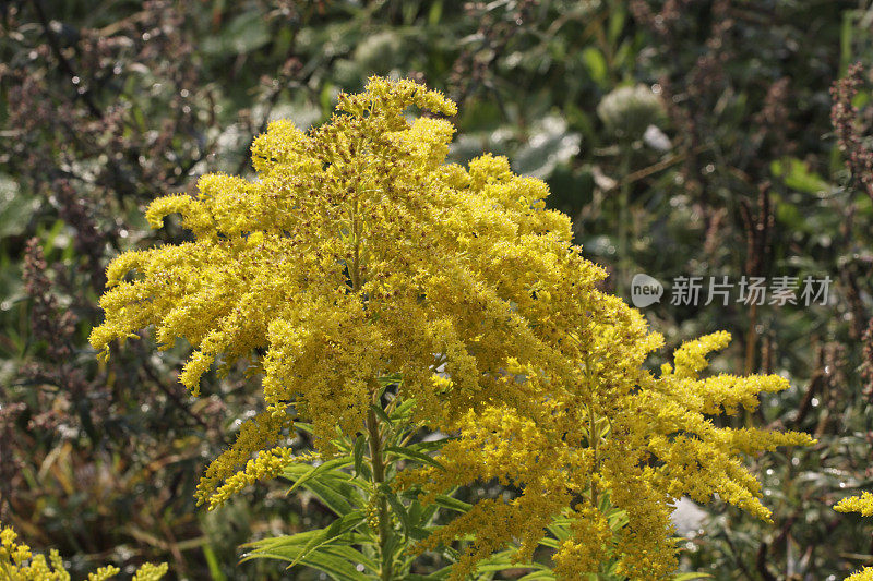 加拿大一枝黄花，金黄色的花