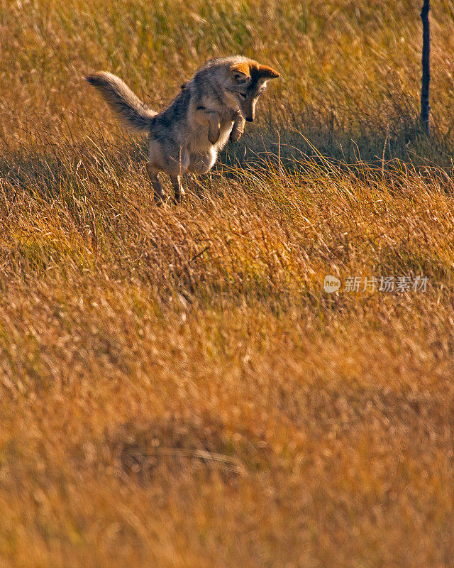 在黄石国家公园里猎取老鼠的郊狼