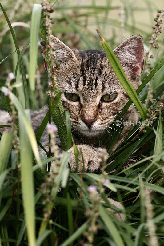 隐藏的猫