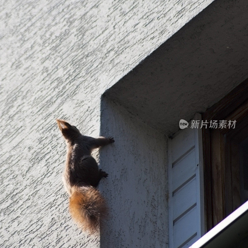 松鼠在墙壁上