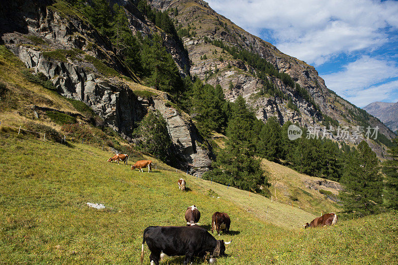 瑞士阿尔卑斯山的牛群