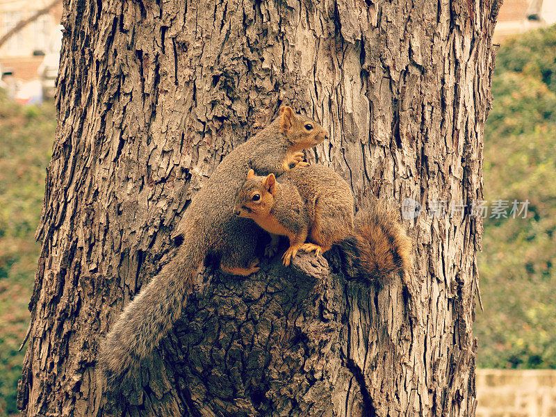 两只棕色松鼠摸着树结的树皮