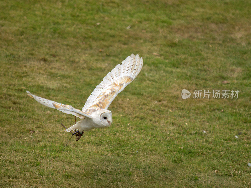 仓鸮在飞行