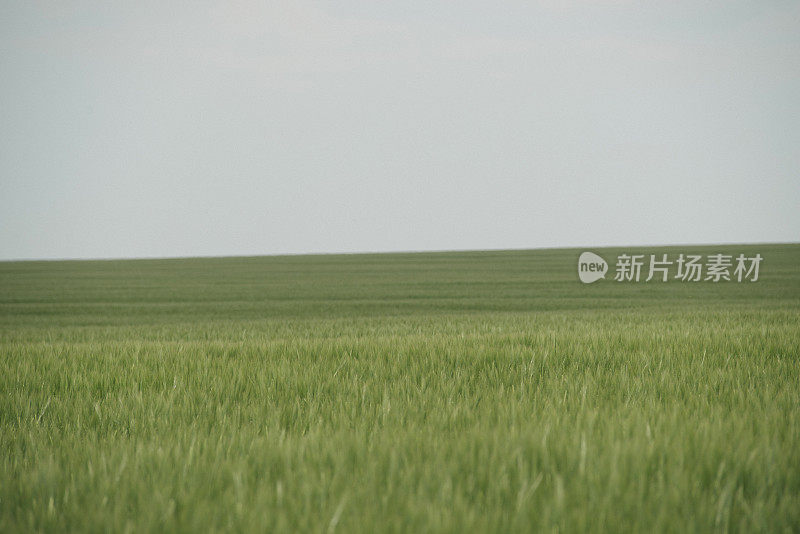 在多云的夏日天空下，宁静的大麦田