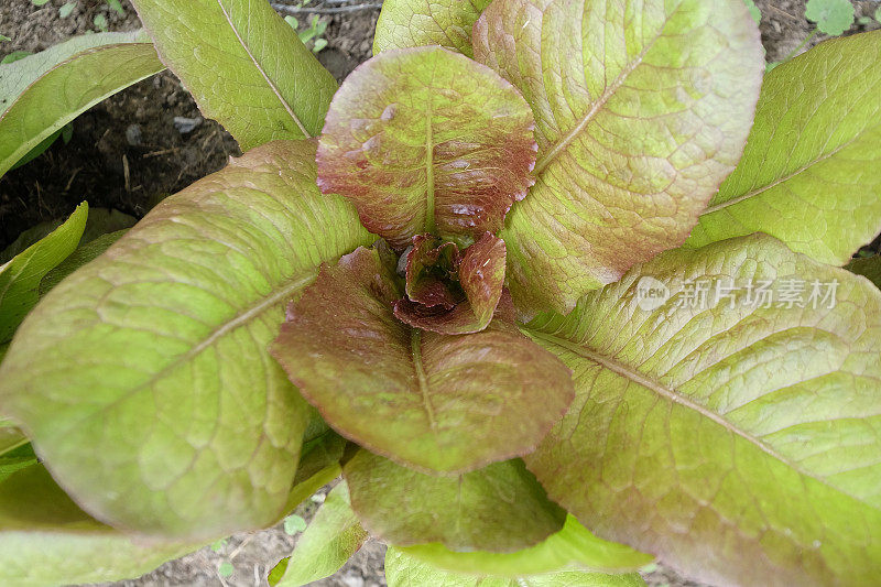 红色油麦菜