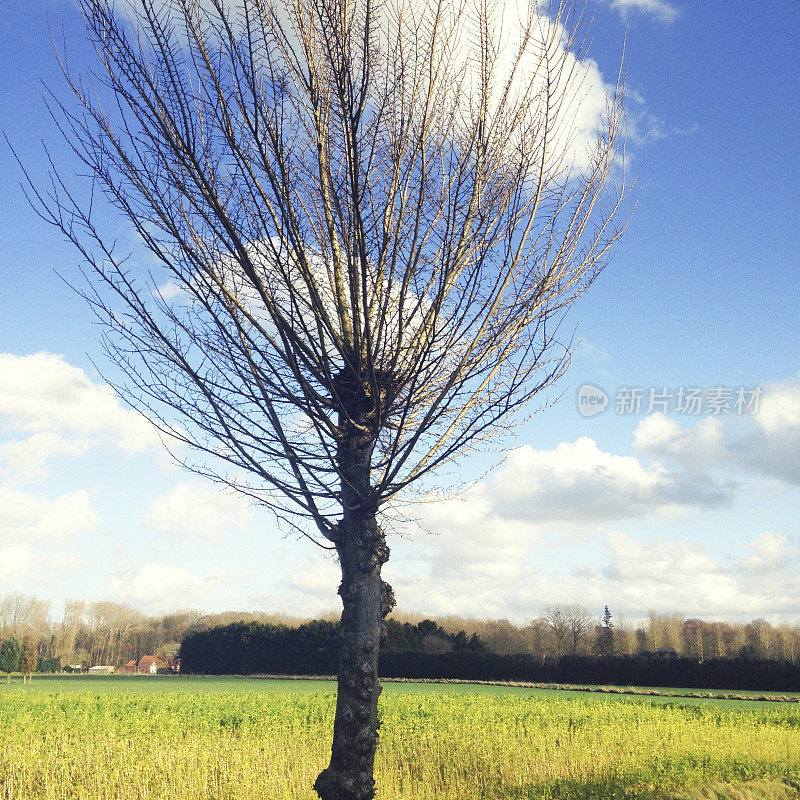 一棵光秃秃的柳树，映衬着清澈的蓝天