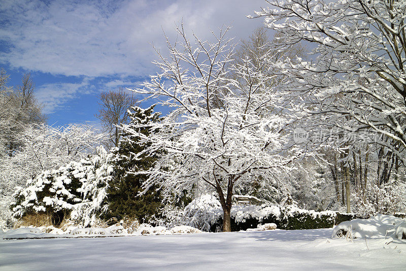 冬天风景优美，新鲜的雪后树木被皑皑白雪覆盖