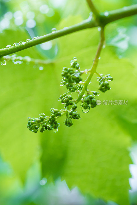 小子房葡萄，特写